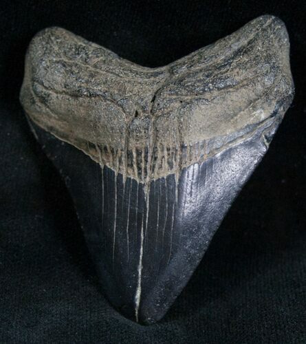 Megalodon Tooth From Georgia #7304